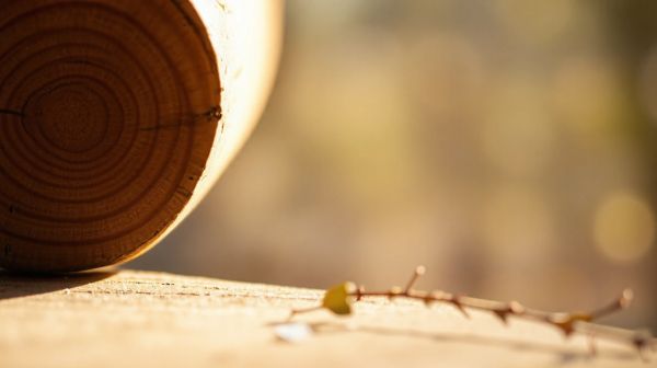 Techniques innovantes pour améliorer la durabilité du bois